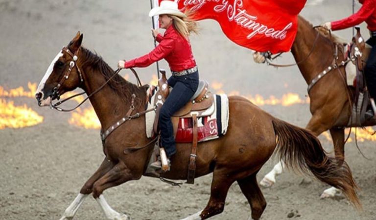 Calgary stampede flag rider bg 768x449