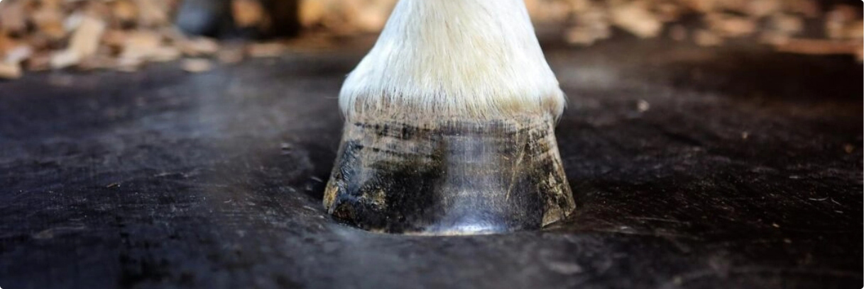 Black rubber horse hoof on mat