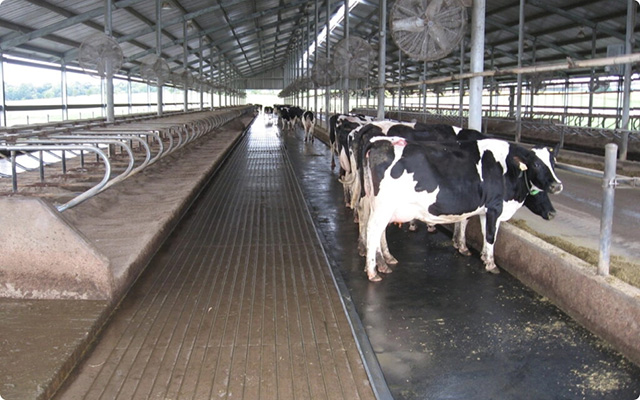 Guide agricultural flooring buying guide