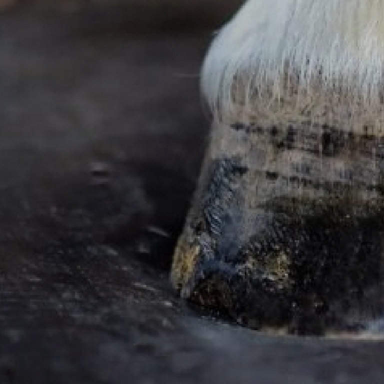 Horse's hoof on rubber flooring close-up