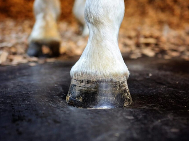 Guide agricultural flooring